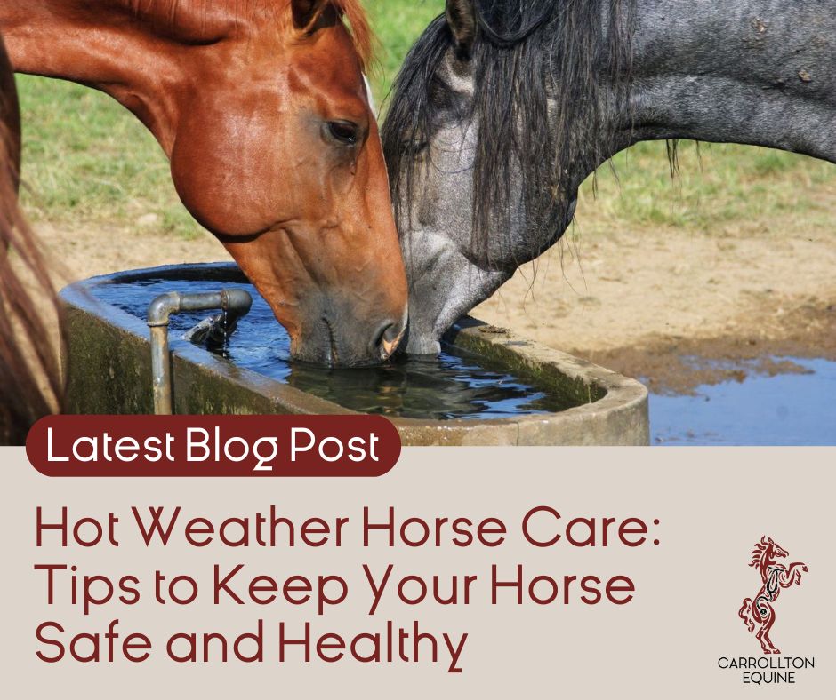 Hot Weather Horse Care: Tips to Keep Your Horse Safe and Healthy